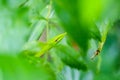 Green snakes are hiding in a green leaves Royalty Free Stock Photo