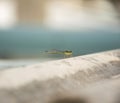 Green Snaketail dragonfly.