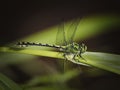 The Green Snaketail dragonfly guards its territory.