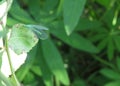 Green Snaketail dragonfly on a white background