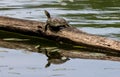 Turtle reflecting on a log