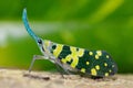 Green Snout Lanternfly standing on a tree trunk Royalty Free Stock Photo