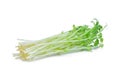 Green snow pea sprouts isolated on white Royalty Free Stock Photo