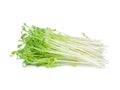 Green snow pea sprouts isolated on white Royalty Free Stock Photo