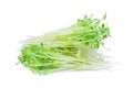 Green snow pea sprouts isolated on white