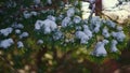 Green snowbound spruce branch swaying on wind close up. Sunny winter scenery.