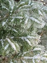 Snowy fir tree branches, Lithuania Royalty Free Stock Photo