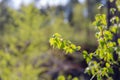 Green soft birch foliage