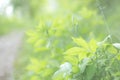 Green soft focused background of leaves anf grass Royalty Free Stock Photo