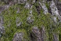 Green Soft Moss on Oak Tree Bark Texture Close up Royalty Free Stock Photo