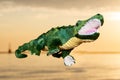 Green soft stuffed toy Crocodile at the sunrise in front of lake. Royalty Free Stock Photo