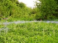 Green soil,meadow with blue forget me not in forest