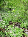 green soil in forest wild flowers