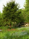 Green soil,meadow with blue forget me not in forest