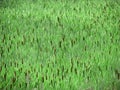 Green solid field in the form of a background of reeds. Growing reed texture for decoration and design