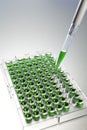 Green Solution Science Research Pipette Cell Plate Royalty Free Stock Photo