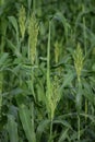 Green sorghum crop field. This crop is also called as jowar in indian subcontinent. Royalty Free Stock Photo