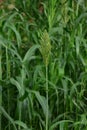 Green sorghum crop field. This crop is also called as jowar in indian subcontinent. Royalty Free Stock Photo