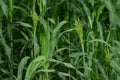 Green sorghum crop field. This crop is also called as jowar in indian subcontinent. Royalty Free Stock Photo