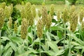 Green Sorghum or Millet field Royalty Free Stock Photo