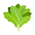 Green sorrel isolated on white, vector illustration