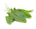 Green Sorrel Leaves on White Background