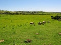 African farm land with livestock Royalty Free Stock Photo