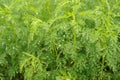 Green Southernwood (Artemisia Abrotanum) Plant