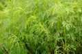 Green Southernwood Artemisia Abrotanum Plant