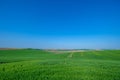 Green sown field with sky