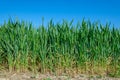 Green sown field with sky