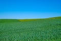 Green sown field with sky