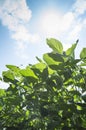 Green soy plant in agricultural field with blue sky Royalty Free Stock Photo