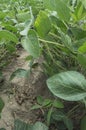 Green soy plant in agricultural field Royalty Free Stock Photo