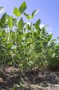 Green soy plant in agricultural field. Royalty Free Stock Photo