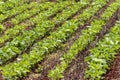 Green soy plant leaves in the cultivate field Royalty Free Stock Photo