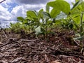 Green soy plant leaves in the cultivate field Royalty Free Stock Photo