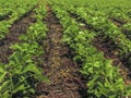 Green soy plant leaves in the cultivate field Royalty Free Stock Photo