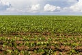 Green soy plant leaves in the cultivate field