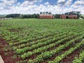 Green soy plant leaves in the cultivate field on farm Royalty Free Stock Photo