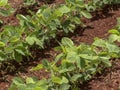 Green soy plant leaves in the cultivate field Royalty Free Stock Photo