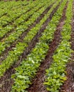 Green soy plant leaves in the cultivate field Royalty Free Stock Photo