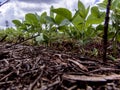 Green soy plant leaves in the cultivate field Royalty Free Stock Photo