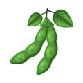 Green Soy Pod with Beans and Leaf as Natural and Organic Soybean Plant Vector Illustration Royalty Free Stock Photo