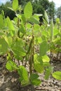 Green soya plant