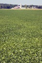 Green soybean field Royalty Free Stock Photo