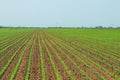 Green soybean field, Rows of young green soybeans. Agricultural Royalty Free Stock Photo