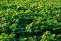 Green soybean field in sunny summer weather Royalty Free Stock Photo