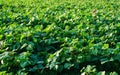 Green soybean field in sunny summer weather Royalty Free Stock Photo