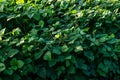 Green soybean field in sunny summer weather Royalty Free Stock Photo